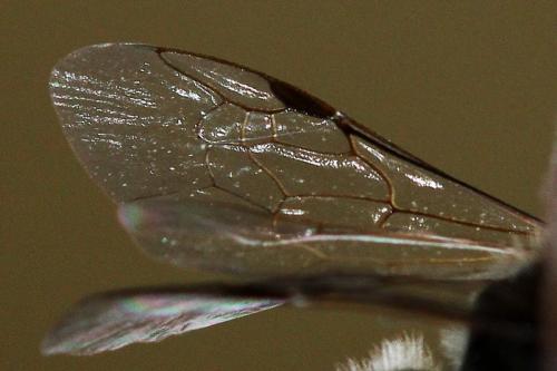 Lasioglossum sp.
